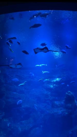 水族館.jpeg