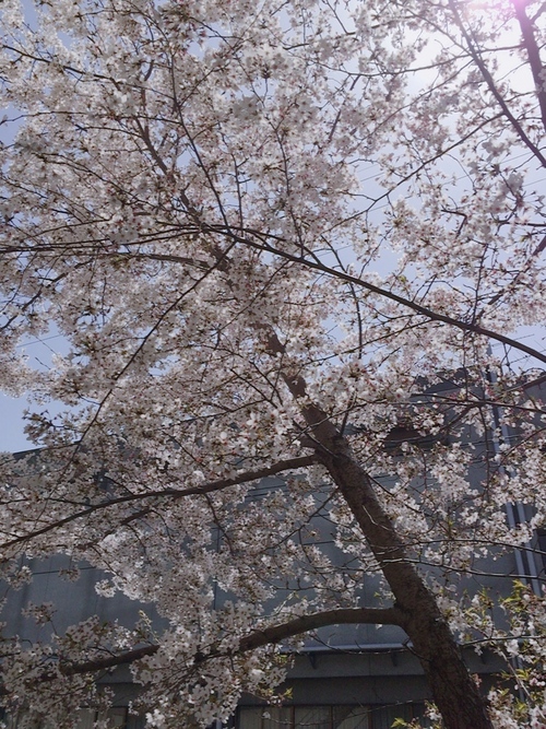 H30.4　桜